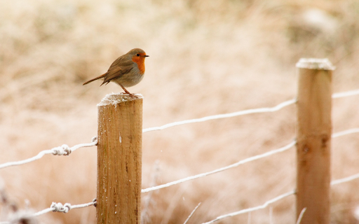The bird perched on the fence  from Chrome web store to be run with OffiDocs Chromium online