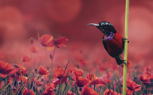 The bird poppies  from Chrome web store to be run with OffiDocs Chromium online