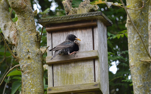 The birds home from Chrome web store to be run with OffiDocs Chromium online The birds home from Chrome web store to be run with OffiDocs Chromium online