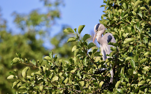 The bird sleeps in the tree  from Chrome web store to be run with OffiDocs Chromium online