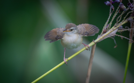 The bird spreads its wings  from Chrome web store to be run with OffiDocs Chromium online