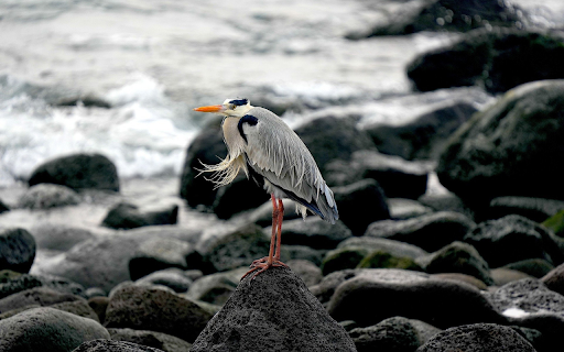 The bird stands on the rock  from Chrome web store to be run with OffiDocs Chromium online