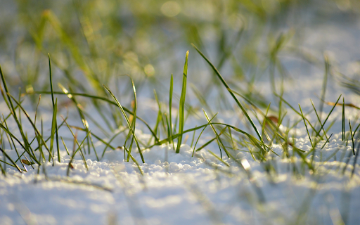 The blades of grass have strong vitality  from Chrome web store to be run with OffiDocs Chromium online