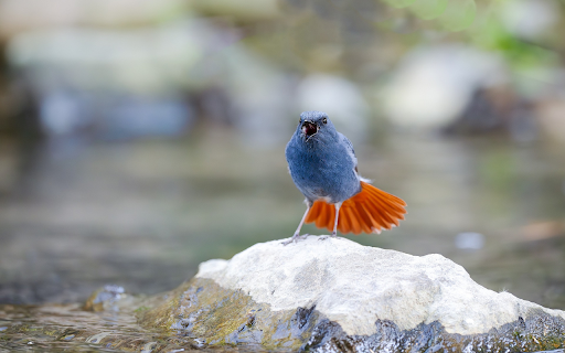 The Blue Bird and the Orange Tail  from Chrome web store to be run with OffiDocs Chromium online