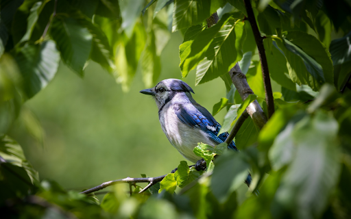 The blue jay bird  from Chrome web store to be run with OffiDocs Chromium online