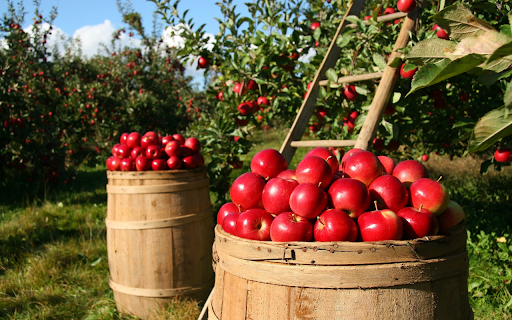 The box is full of apples  from Chrome web store to be run with OffiDocs Chromium online