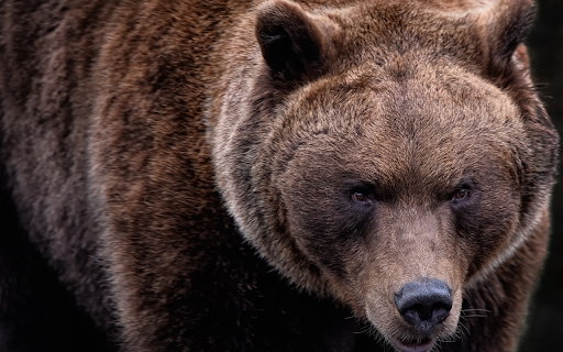 The brown bear grizzly  from Chrome web store to be run with OffiDocs Chromium online