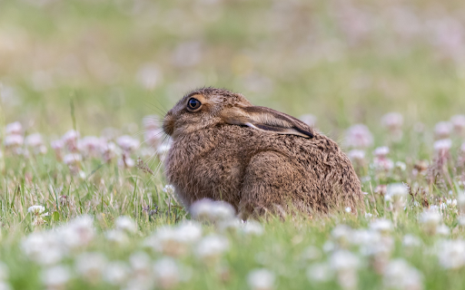 The brown rabbit was scared  from Chrome web store to be run with OffiDocs Chromium online
