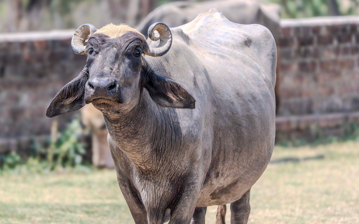 The buffalo and the curved horn  from Chrome web store to be run with OffiDocs Chromium online