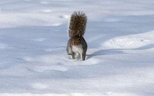 The bushy tailed squirrel  from Chrome web store to be run with OffiDocs Chromium online