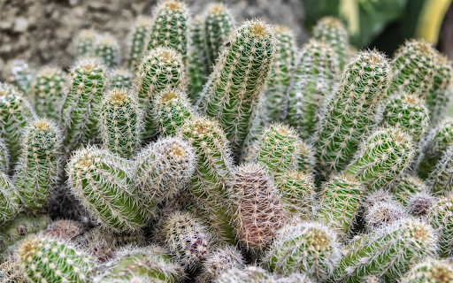 The cacti have round thorns  from Chrome web store to be run with OffiDocs Chromium online