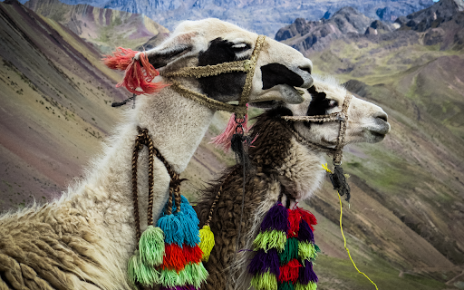 The camel and the necklace  from Chrome web store to be run with OffiDocs Chromium online