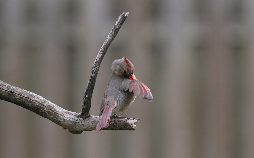 The Cardinal Preening  from Chrome web store to be run with OffiDocs Chromium online
