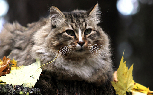 The cat and the leaf  from Chrome web store to be run with OffiDocs Chromium online