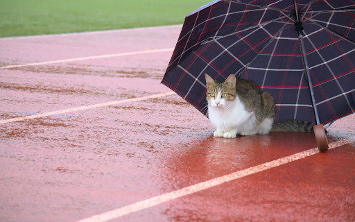 The cat and the umbrella  from Chrome web store to be run with OffiDocs Chromium online