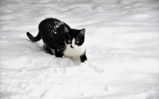 The cat buried its feet in the snow  from Chrome web store to be run with OffiDocs Chromium online