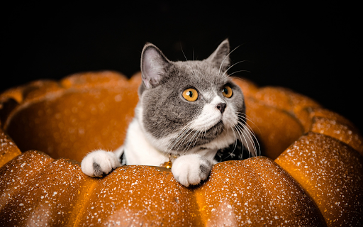The cat lies in the pumpkin  from Chrome web store to be run with OffiDocs Chromium online