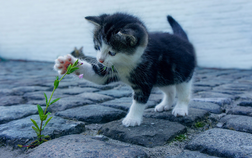 The cat picks flowers  from Chrome web store to be run with OffiDocs Chromium online