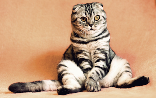 The cat sits  from Chrome web store to be run with OffiDocs Chromium online