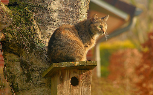 The cat stands next to the tree  from Chrome web store to be run with OffiDocs Chromium online