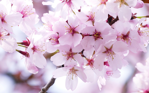 The cherry blossoms are in full bloom  from Chrome web store to be run with OffiDocs Chromium online