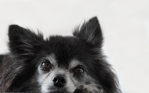 The chihuahua dog  from Chrome web store to be run with OffiDocs Chromium online