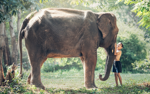 The child hugs the elephant  from Chrome web store to be run with OffiDocs Chromium online