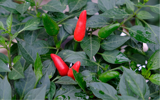 The chili plant bears fruit  from Chrome web store to be run with OffiDocs Chromium online