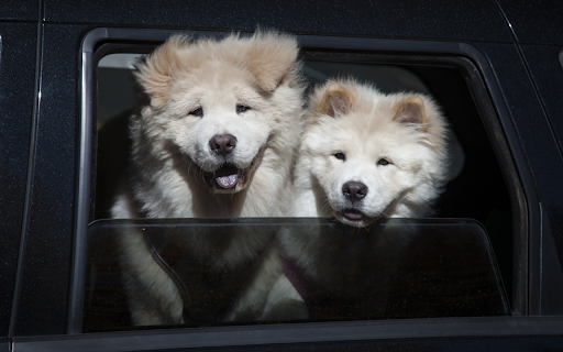The chow chow dogs pet  from Chrome web store to be run with OffiDocs Chromium online