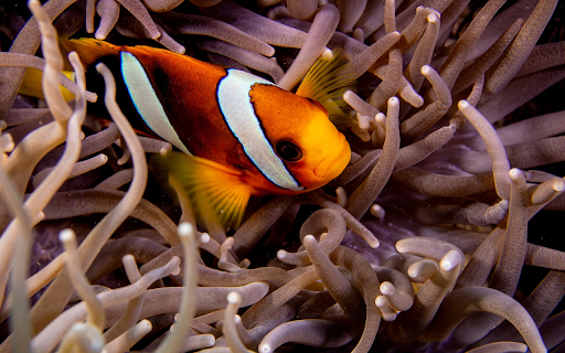 The clownfish hides under the coral  from Chrome web store to be run with OffiDocs Chromium online