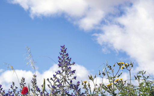 The color of the sky in spring  from Chrome web store to be run with OffiDocs Chromium online