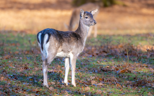 The Confused Deer  from Chrome web store to be run with OffiDocs Chromium online