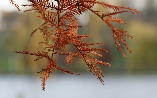 The conifer tree changes clothes  from Chrome web store to be run with OffiDocs Chromium online