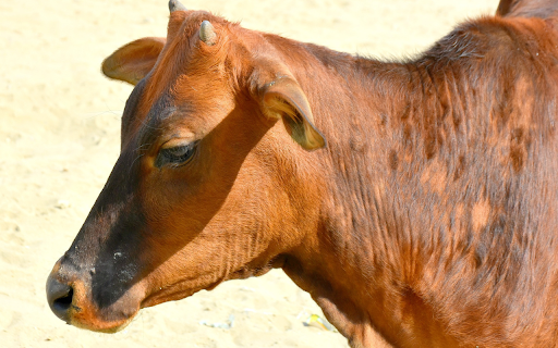 The cow and its horn  from Chrome web store to be run with OffiDocs Chromium online
