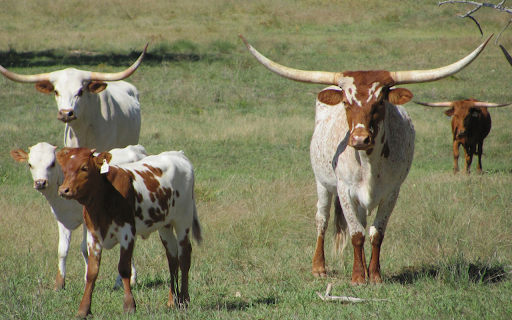The cow and its long horns  from Chrome web store to be run with OffiDocs Chromium online