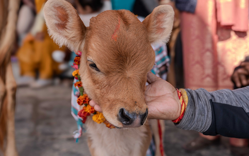 The cow and the wreath  from Chrome web store to be run with OffiDocs Chromium online
