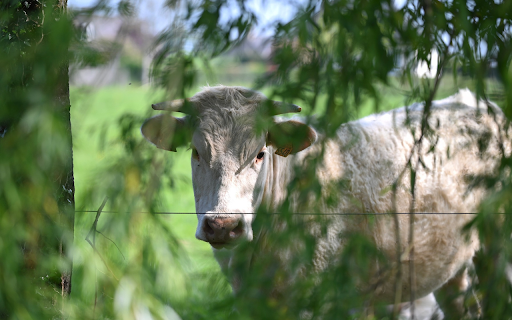 The Cow Behind the Willow  from Chrome web store to be run with OffiDocs Chromium online