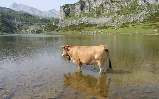 The cow waded in the lake  from Chrome web store to be run with OffiDocs Chromium online