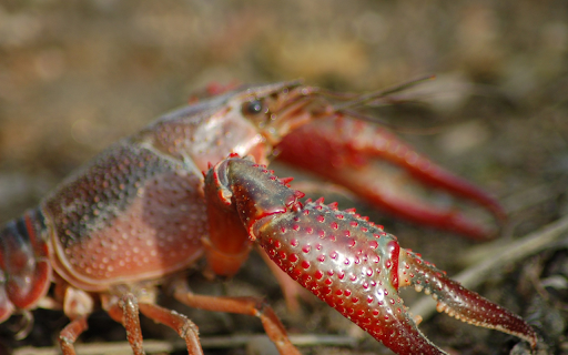 The crab has red claws  from Chrome web store to be run with OffiDocs Chromium online