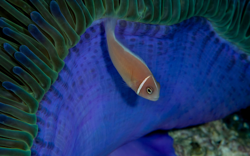 The cream snapper  from Chrome web store to be run with OffiDocs Chromium online