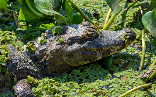 The crocodile looms under the duckweed  from Chrome web store to be run with OffiDocs Chromium online