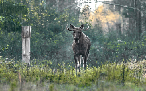 The deer and the three state horn  from Chrome web store to be run with OffiDocs Chromium online