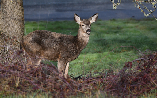 The deer is waiting for you  from Chrome web store to be run with OffiDocs Chromium online