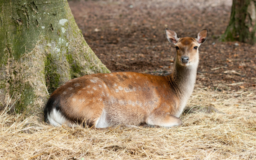 The deer lies on dry grass  from Chrome web store to be run with OffiDocs Chromium online