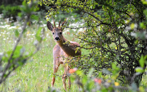 The deer looked sideways  from Chrome web store to be run with OffiDocs Chromium online