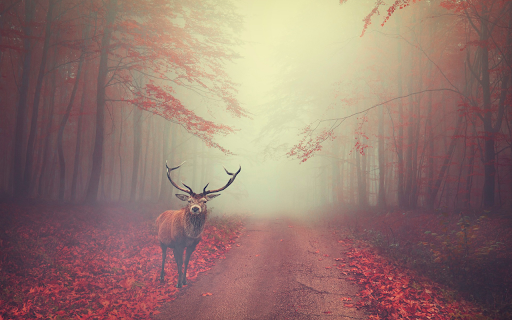 The deer lost its way  from Chrome web store to be run with OffiDocs Chromium online