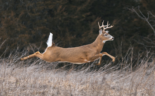 The deer ran like flying  from Chrome web store to be run with OffiDocs Chromium online