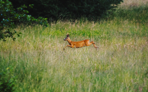 The deer walks through the forest  from Chrome web store to be run with OffiDocs Chromium online