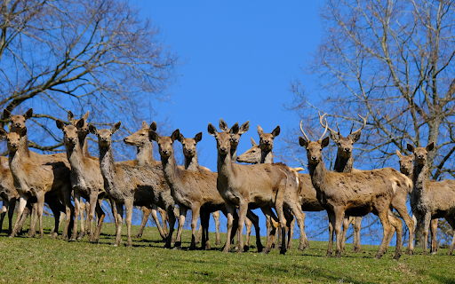 The deer were bewildered  from Chrome web store to be run with OffiDocs Chromium online