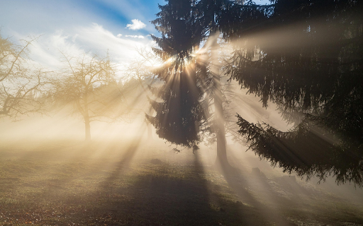 The dim forest  from Chrome web store to be run with OffiDocs Chromium online